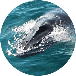 western australia whale watching