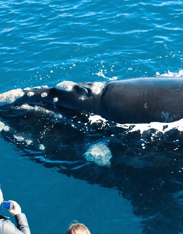 Naturaliste Charters Our Experience Dunsborough Whale