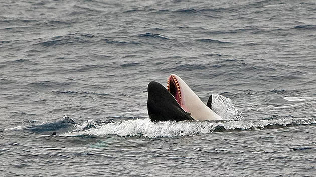 A killer whale with its mouth open