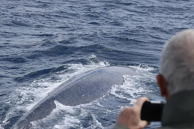 Tourist taking a photo of the whale