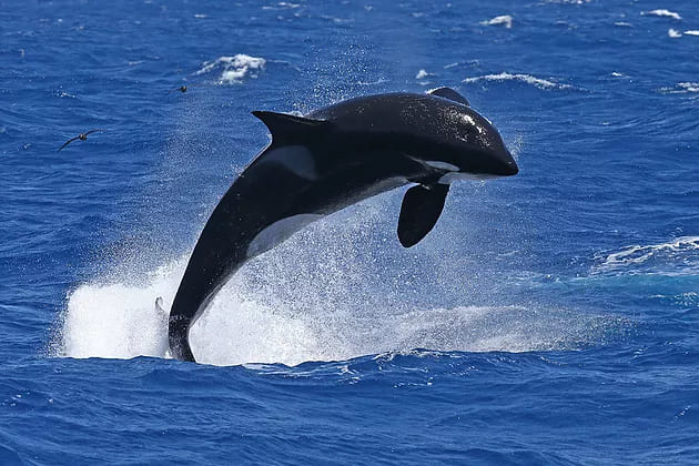 A majestic killer whale