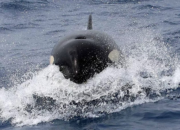 A majestic orca