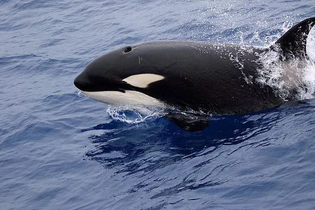 A close up photo of a killer whale