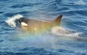 Killer Whale Adventure in Australia