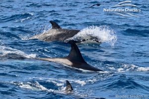 Orca Whale Watching in Bremer Canyon - February 15, 2020 - 2