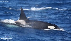 Orca Watching Tours in Bremer Canyon - February 17, 2020 - 6