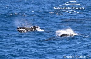Orca Whale Watching in Bremer Canyon - February 15, 2020 - 20
