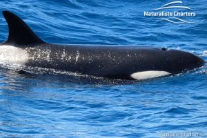 Orca Whale Watching in Bremer Canyon - February 15, 2020 - 3