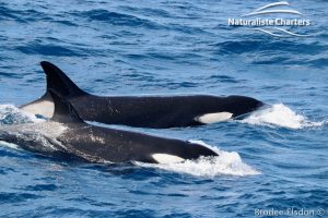 Orca Whale Watching in Bremer Canyon - February 15, 2020 - 9