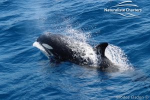 Orca Whale Watching in Bremer Canyon - February 15, 2020 - 5