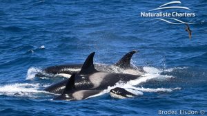 Orca Whale Watching in Bremer Canyon - February 15, 2020 - 18