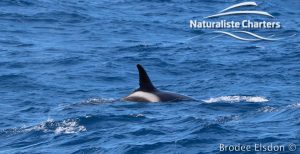Orca Whale Watching in Bremer Canyon - February 15, 2020 - 8
