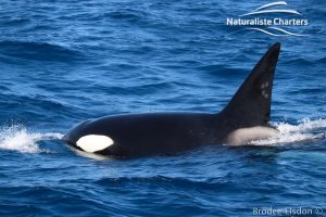Orca Whale Watching in Bremer Canyon - February 15, 2020 - 34