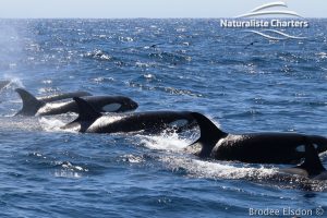 Orca Whale Watching in Bremer Canyon - February 15, 2020 - 32