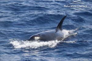 Orca Whale Watching in Bremer Canyon - February 15, 2020 - 1
