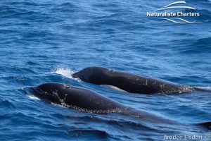 Orca Whale Watching in Bremer Canyon - February 15, 2020 - 28