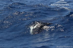 Orca Whale Watching in Bremer Canyon - February 15, 2020 - 30