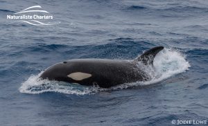 Orca Whale Watching in Bremer Canyon - February 26, 2020 - 3
