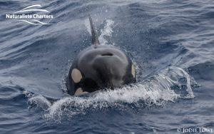 Orca Whale Watching in Bremer Canyon - February 26, 2020 - 5