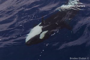 Killer Whale (Orca) Watching in Bremer Bay - February 23, 2020 - 4