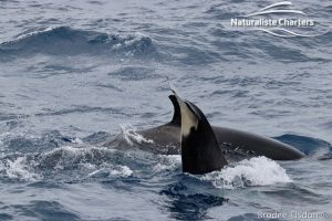 Killer Whale (Orca) Watching in Bremer Bay - February 23, 2020 - 6
