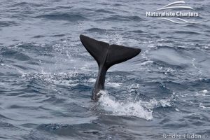 Killer Whale (Orca) Watching in Bremer Bay - February 23, 2020 - 8