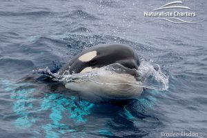 Killer Whale (Orca) Watching in Bremer Bay - February 23, 2020 - 10