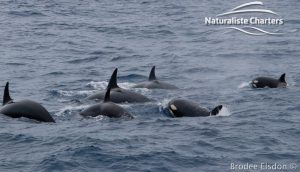 Killer Whale (Orca) Watching in Bremer Bay - February 23, 2020 - 15