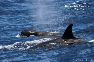 Killer Whale Watching