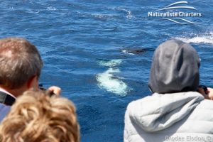 Three Tourists taking a photo of the killer whale