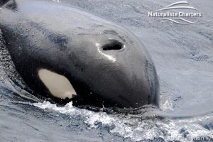 Photo of a killer whale with the hole showing