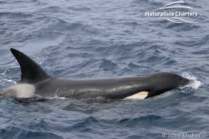 An Orca whale