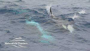 Killer Whale (Orca) Watching in Bremer Bay - February 23, 2020 - 20