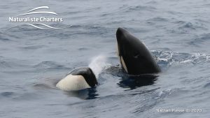 Killer Whale (Orca) Watching in Bremer Bay - February 23, 2020 - 23