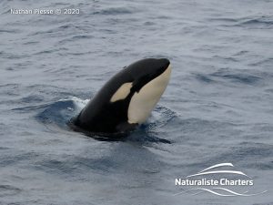 Killer Whale (Orca) Watching in Bremer Bay - February 23, 2020 - 25