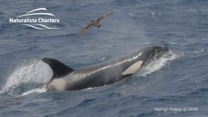 Orca Whale Watching in Bremer Canyon - February 26, 2020 - 11