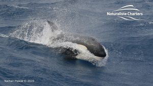 Orca Whale Watching in Bremer Canyon - February 26, 2020 - 12