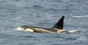 Orca Watching Tours in Bremer Canyon - February 17, 2020 - 10