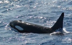 Orca Watching Tours in Bremer Canyon - February 17, 2020 - 20
