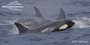 Orca Australia - 19/03/2020 - 2