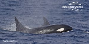 Orca Australia - 19/03/2020 - 4