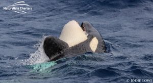 Whale Watching in Western Australia - March 8, 2020 - 1