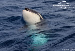 Whale Watching in Western Australia - March 8, 2020 - 3