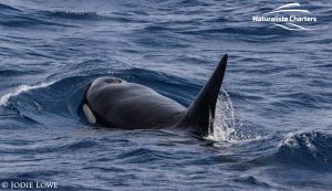 Whale Watching in Western Australia - March 8, 2020 - 5