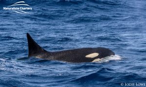 Whale Watching in Western Australia - March 8, 2020 - 8