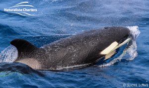 Whale Watching in Western Australia - March 8, 2020 - 11