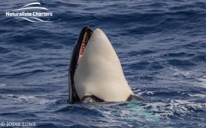 Whale Watching in Western Australia - March 8, 2020 - 13
