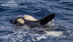 Whale Watching in Western Australia - March 8, 2020 - 14