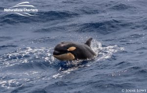 Whale Watching in Western Australia - March 8, 2020 - 15