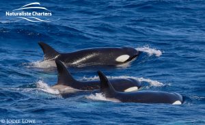 Whale Watching in Western Australia - March 8, 2020 - 19